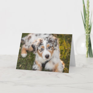 Carte Animaux de bébés cutest Australian Shepherd Pupp