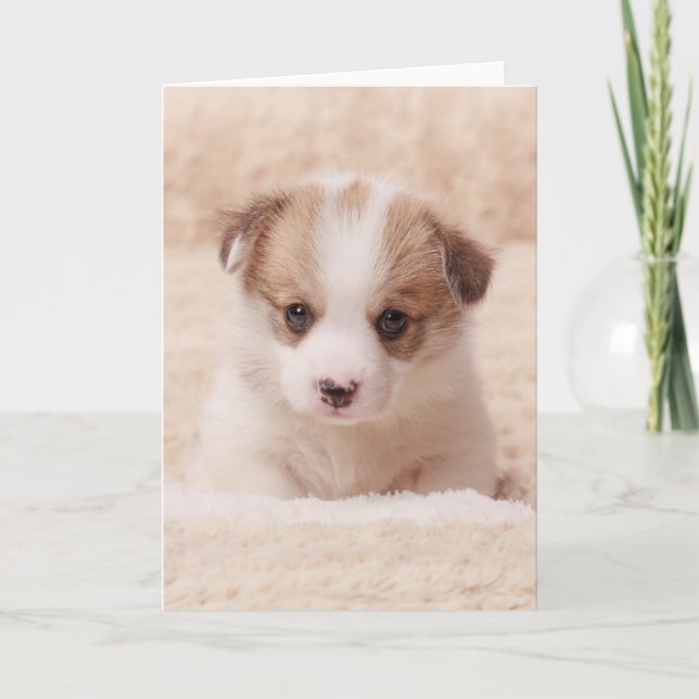 Carte Animaux de bébés cutest | Baby Corgi (Devant)