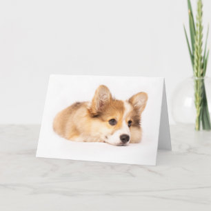 Carte Animaux de bébés cutest Baby Corgi Portrait de c