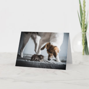 Carte Animaux de bébés cutest   Baby Kitten & Dog