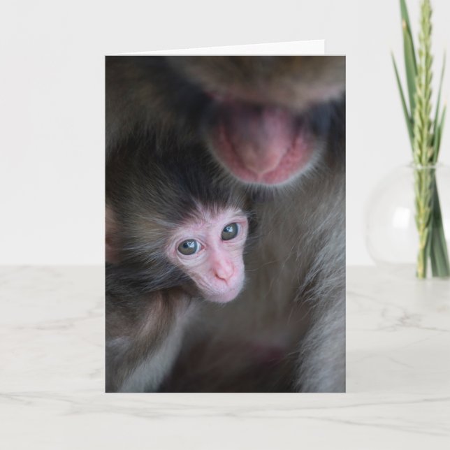 Carte Animaux de bébés cutest | Bébé Macaque singe et mè (Devant)