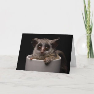 Carte Animaux de bébés cutest   Bébé mignon