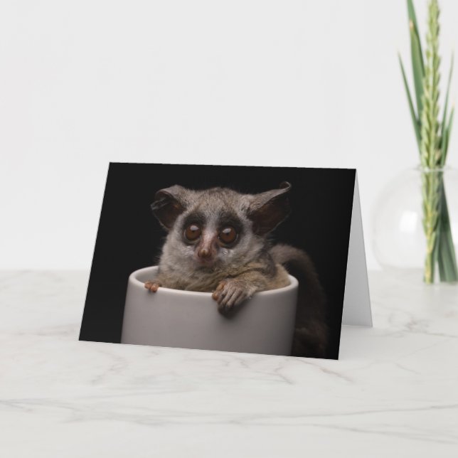 Carte Animaux de bébés cutest | Bébé mignon (Devant)