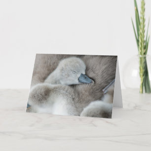 Carte Animaux de bébés cutest Bébé Mute Swan