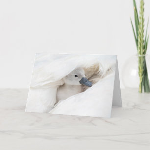 Carte Animaux de bébés cutest   Bébé Mute Swan