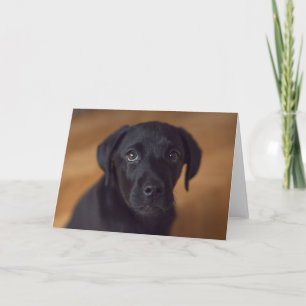 Carte Animaux de bébés cutest   Black Labrador Puppy
