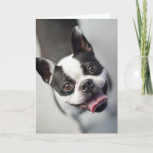 Carte Animaux de bébés cutest   Boston Bulldog Smile