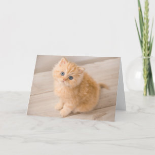 Carte Animaux de bébés cutest British Longhair Kitten