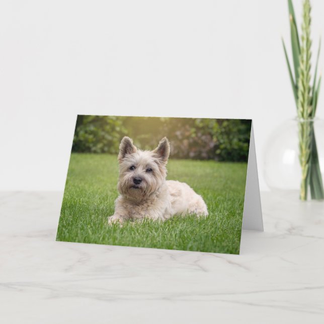 Carte Animaux de bébés cutest | Cairn Terrier Dog (Devant)