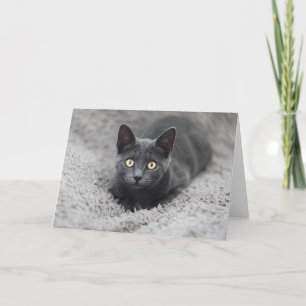 Carte Animaux de bébés cutest   Chat gris