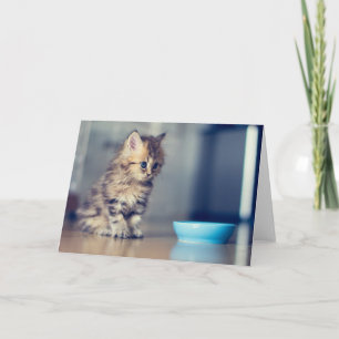 Carte Animaux de bébés cutest   Chaton persan aux yeux b