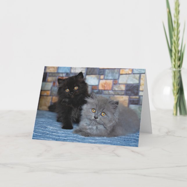 Carte Animaux de bébés cutest | Chatons persans sur couv (Devant)