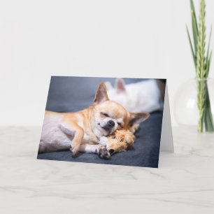 Carte Animaux de bébés cutest   Chihuahua Chig aux cheve