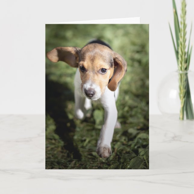 Carte Animaux de bébés cutest | Chiot Beagle (Devant)