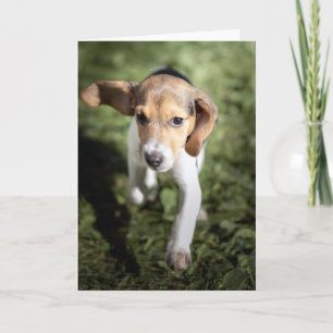 Carte Animaux de bébés cutest Chiot Beagle