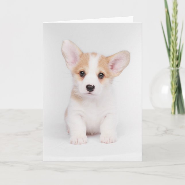 Carte Animaux de bébés cutest | Chiot de Corgi blanc (Devant)