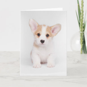 Carte Animaux de bébés cutest   Chiot de Corgi blanc