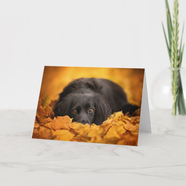 Carte Animaux de bébés cutest | Chiot noir espagnol (Devant)