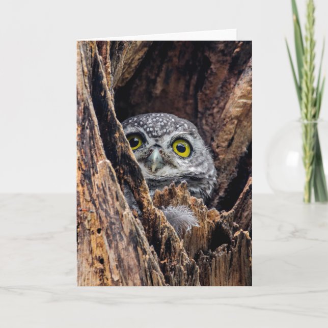Carte Animaux de bébés cutest | Chouette tachetée (Devant)