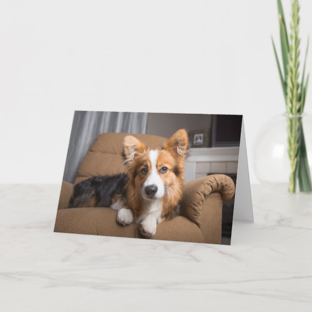 Carte Animaux de bébés cutest | Coiffeuse à cheveux long (Devant)