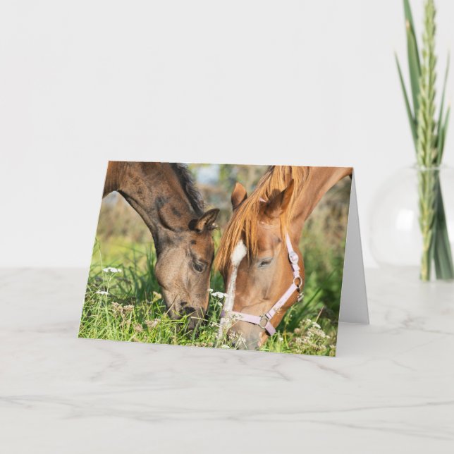Carte Animaux de bébés cutest | Colt à cheval (Devant)