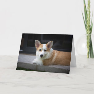 Carte Animaux de bébés cutest   Corgi Puppy Relaxant