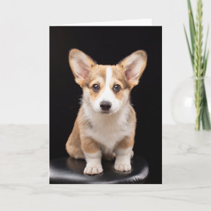 Carte Animaux de bébés cutest   Corgi Puppy Standing Hau