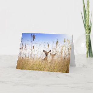 Carte Animaux de bébés cutest   Deux jeunes cerfs à queu