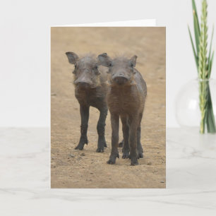 Carte Animaux de bébés cutest Deux jeunes phacochères