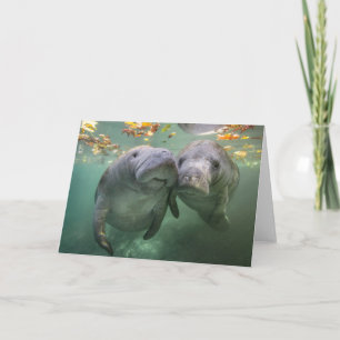 Carte Animaux de bébés cutest Deux Manatees