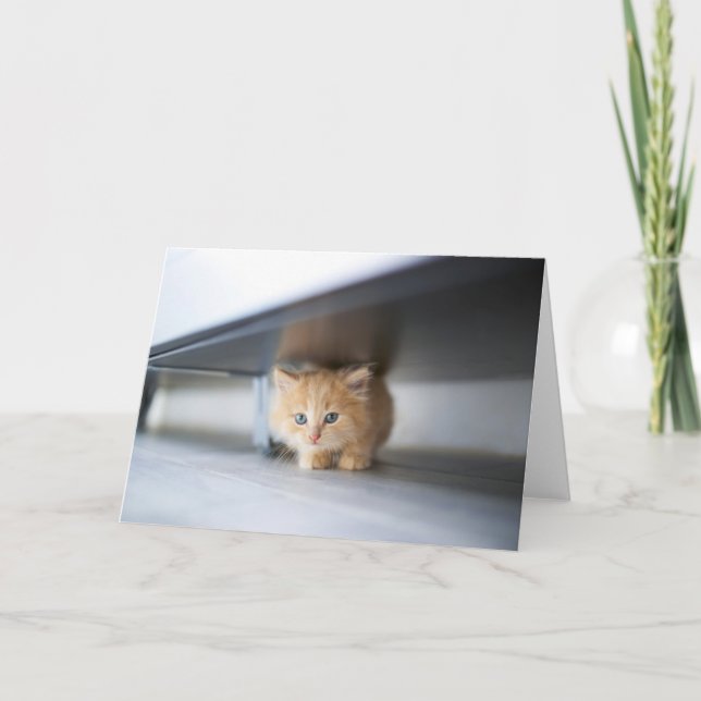 Carte Animaux de bébés cutest | Fluffy Orange Kitten (Devant)