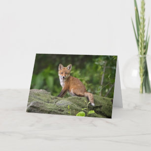Carte Animaux de bébés cutest Foxy Smile