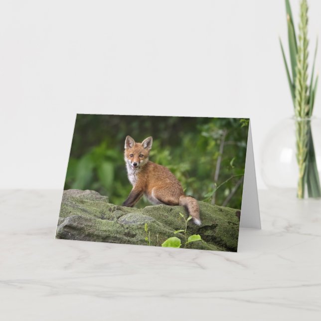 Carte Animaux de bébés cutest | Foxy Smile (Devant)
