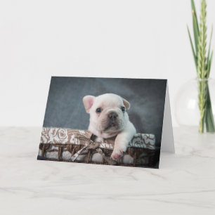 Carte Animaux de bébés cutest   French Bulldog