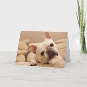 Carte Animaux de bébés cutest   French Bulldog Head Tilt