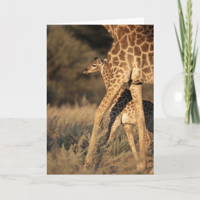 Carte Animaux de bébés cutest | Girafe bébé et parent (Devant)
