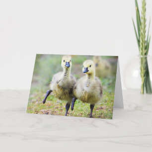 Carte Animaux de bébés cutest Goélands d'oies canadien