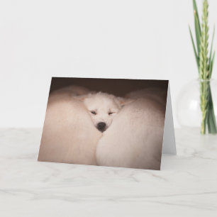 Carte Animaux de bébés cutest   Golden Retriever Snuggle