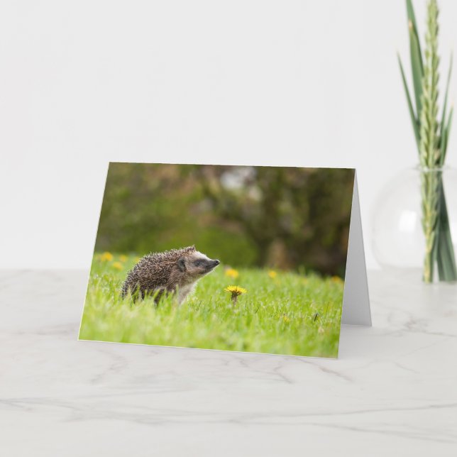Carte Animaux de bébés cutest | Hérisson européen (Devant)