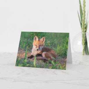 Carte Animaux de bébés cutest Kit Red Fox Relaxant