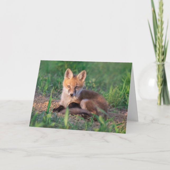Carte Animaux de bébés cutest | Kit Red Fox Relaxant (Devant)