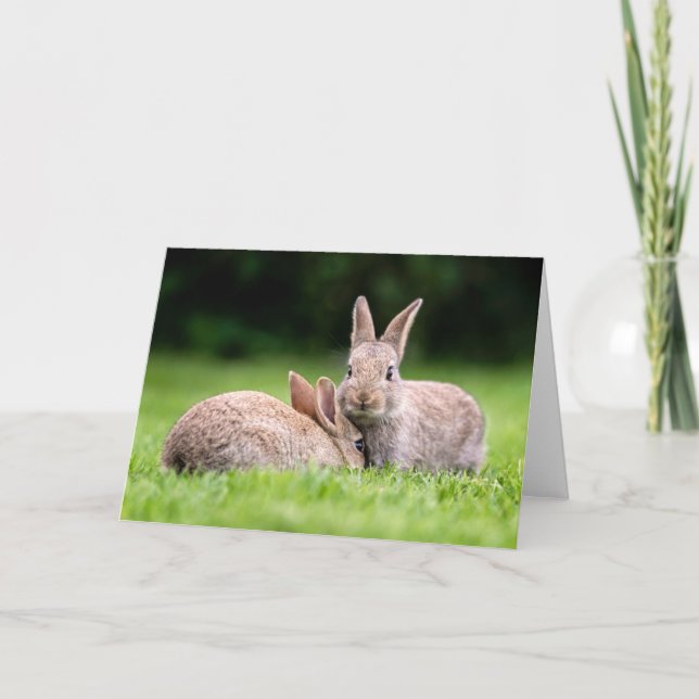 Carte Animaux de bébés cutest | Lapins de lapin sauvage (Devant)