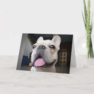 Carte Animaux de bébés cutest   Le visage de Bulldog