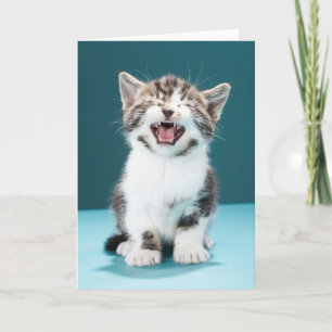 Carte Animaux de bébés cutest Mewing Baby Kitten