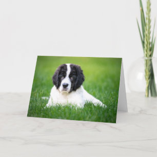 Carte Animaux de bébés cutest Newfoundland Puppy