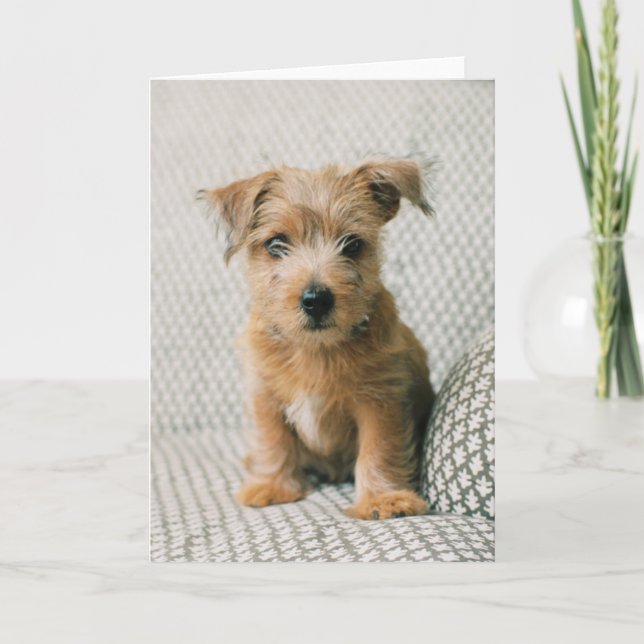 Carte Animaux de bébés cutest | Norfolk Terrier Puppy (Devant)