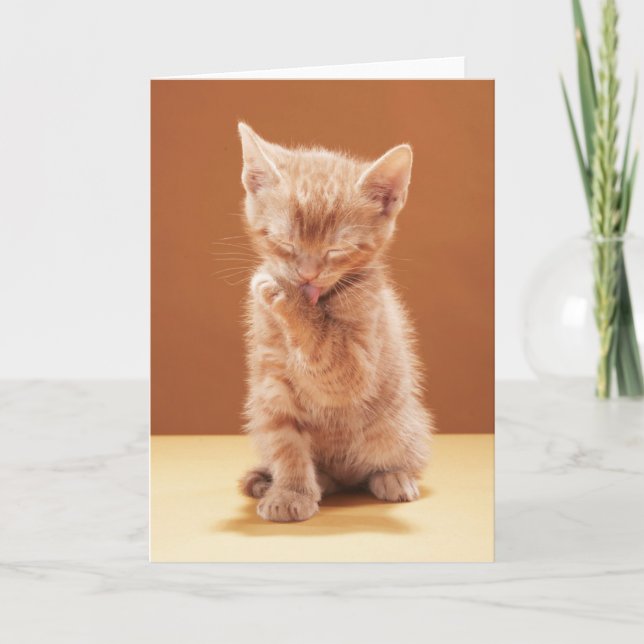 Carte Animaux de bébés cutest | Orange Tabby Kitten (Devant)