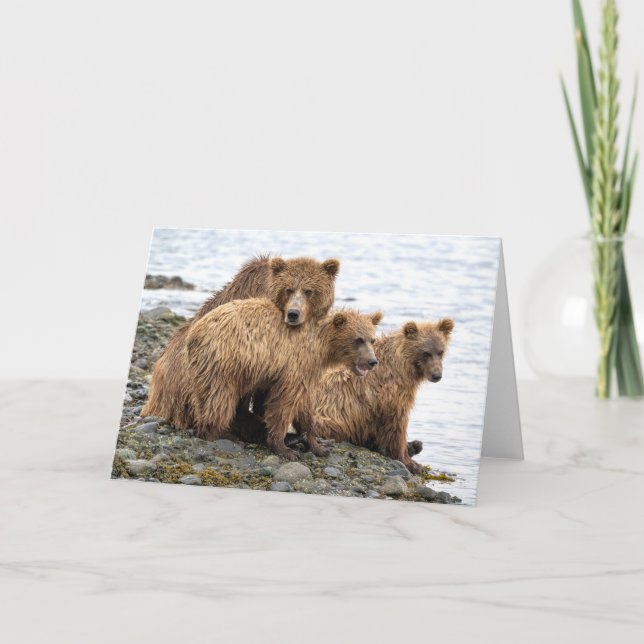 Carte Animaux de bébés cutest | Ours et oursons (Devant)