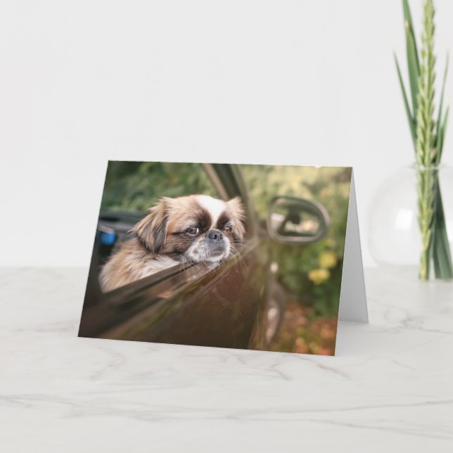 Carte Animaux de bébés cutest | Pekingese Chiot en voitu (Devant)