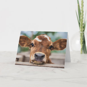 Carte Animaux de bébés cutest   Petite vache